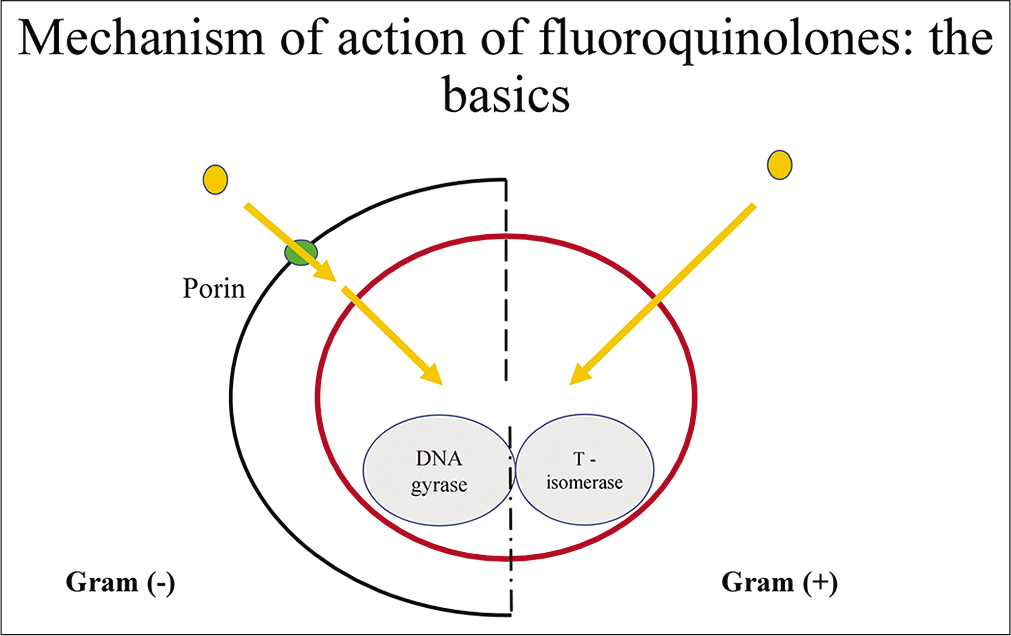 Mechanism of action of fluoroquinolone.