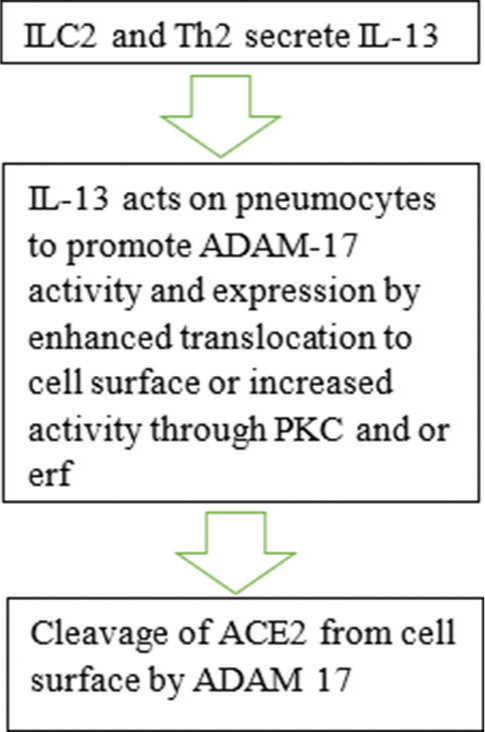 Proposed effects of interleukin-13 (IL-13) on angiotensin-converting enzyme 2 (ACE-2) expression on asthmatic airways. PKC: Protein kinase C, Erf: Extracellular signal regulated kinase, ADAM-17: A disintegrin metalloprotease member 17.